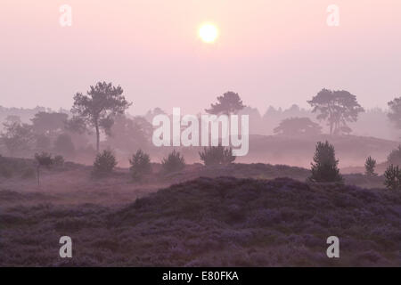 misty sunrise over flowering hills in summer Stock Photo