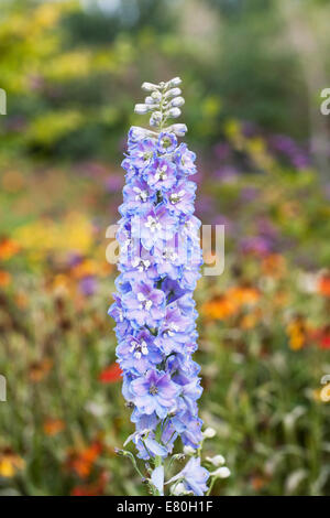 Blue Delphinium in an herbaceous border. Stock Photo