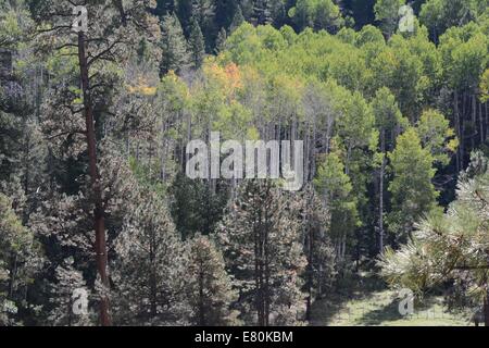 Fall in the Jemez Mountain of New Mexico - USA Stock Photo