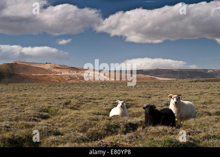 Typical sheep grazing in nearby pastures at the Krafla volcanic area, near Lake Mývatn. North Iceland, Europe. Stock Photo
