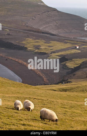 Typical sheep grazing in nearby pastures at the coast of Heimahey island.Vestmannaeyjar. South Iceland, Scandinavia, Europe. Stock Photo