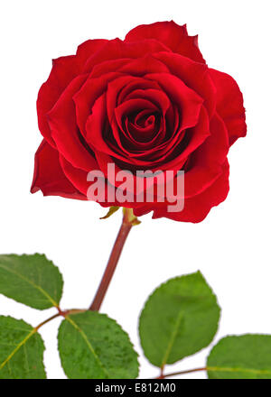 Red rose with leaves isolated on white background. Closeup. Stock Photo