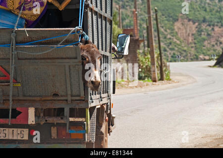 Horizontal view of a donkey squashed in an overloaded truck travelling through the High Atlas Mountain range in Morocco. Stock Photo