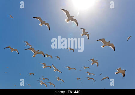 Horizontal close up of a flock of European herring gulls, Larus argentatus, inflight against a blue sky. Stock Photo