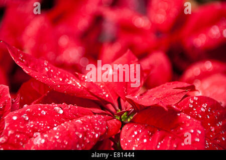 Horizontal close up of a bright red poinsettia covered in dew drops at Christmas. Stock Photo