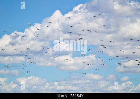 A huge flock of sacred ibis birds flies amid fluffy clouds above Bangweulu Wetlands, Zambia Stock Photo