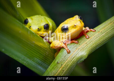 Two brightly colored reed frogs cling to reeds in Bangweulu Wetlands, Zambia Stock Photo