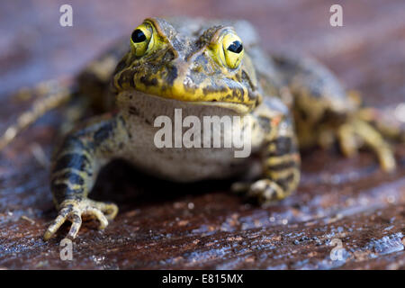 A large yellow frog sits on a smooth piece of wood in Bangweulu Wetlands, Zambia Stock Photo