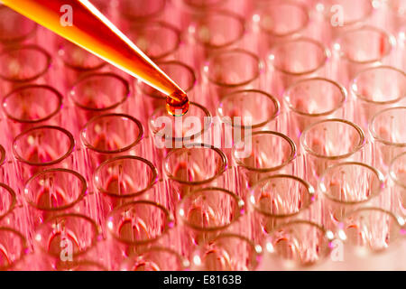 Pcr Loading. Sample Pipette load samples in the PCR plate Stock Photo - Alamy