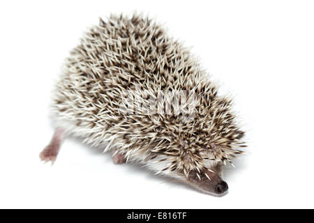 Atelerix albiventris, African pygmy hedgehog. in front of white background, isolated. Stock Photo
