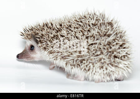 Atelerix albiventris, African pygmy hedgehog. in front of white background, isolated. Stock Photo