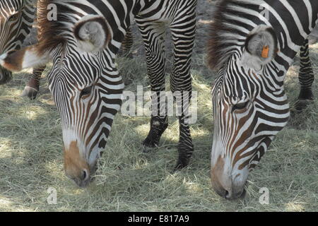 Two Zebra eating grass Stock Photo: 58678448 - Alamy