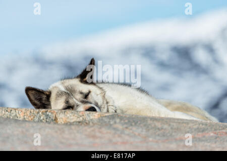 Sled dog asleep on a rock. Ilulissat, Greenland Stock Photo