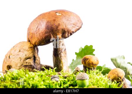 Fresh edible mushrooms isolated on white background Stock Photo