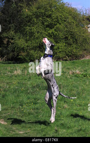 Jumping great dane Stock Photo