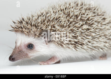 Atelerix albiventris, African pygmy hedgehog. in front of white background, isolated. Stock Photo