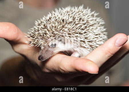 Atelerix albiventris, African pygmy hedgehog in hand. Stock Photo