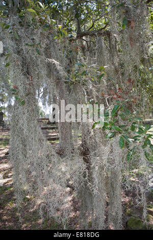 Spanish moss (Tillandsia usneoides) growing on a tree Stock Photo