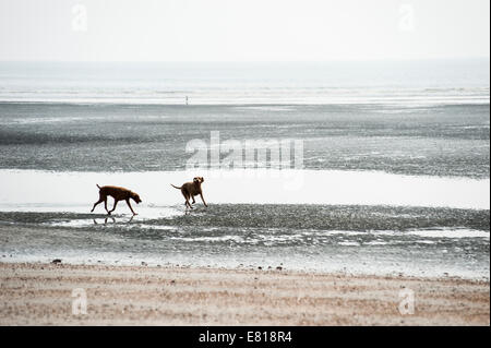 Two dogs run on a deserted beach at low tide Stock Photo