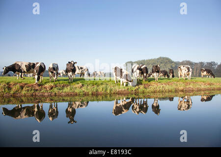 cows in a meadow near zeist in the Netherlands with reflections in the water of a canal Stock Photo