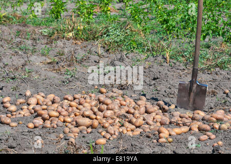 shovel and summer potato crop in the garden Stock Photo