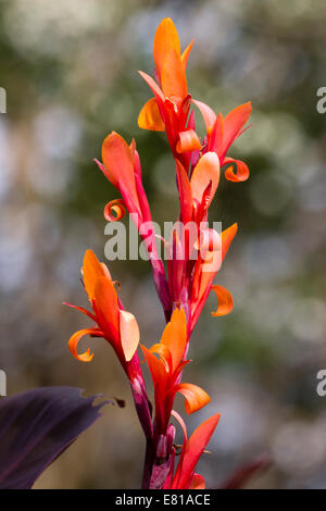 Attractive flowers of the Indian shot, Canna indica 'Purpurea' Stock Photo