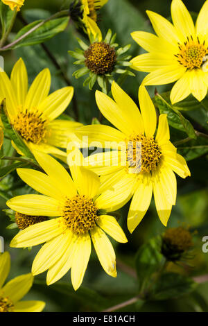 Autumn flowers of the perennial sunflower, Helianthus 'Lemon Queen' Stock Photo