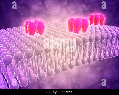 GABA receptors, illustration Stock Photo - Alamy