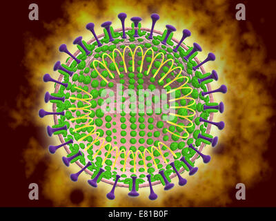 Conceptual image of the coronavirus. Coronaviruses primarily infect the upper respiratory and gastrointestinal tract. Stock Photo