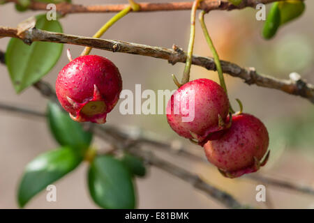 Autumn fruit of the Chilean guava, Ugni molinae Stock Photo