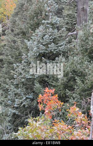 Gambel Oak tree in Fall color in front of White Fir and other pine trees. Stock Photo