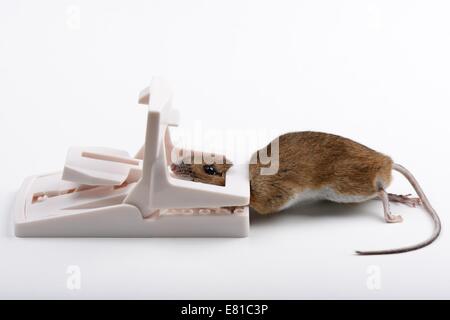 Field mouse caught in a modern mouse trap Stock Photo