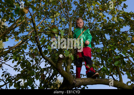 Child blond Boy standing or climbing in apple tree, autumn Stock Photo