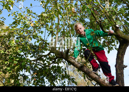 Child blond Boy standing or climbing in apple tree, autumn Stock Photo