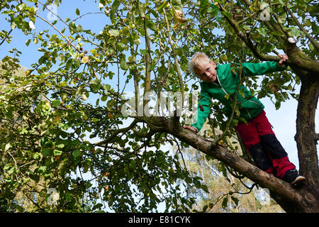 Child blond Boy standing or climbing in apple tree, autumn Stock Photo