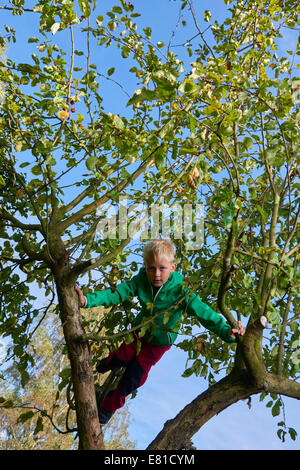 Child blond Boy standing or climbing in apple tree, autumn Stock Photo