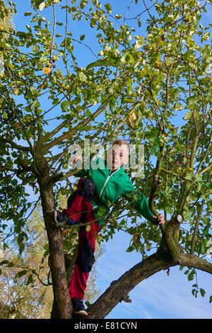 Child blond Boy standing or climbing in apple tree, autumn Stock Photo