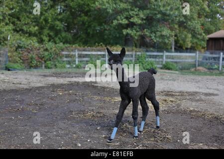 A young alpaca with bandages on her feet. Stock Photo
