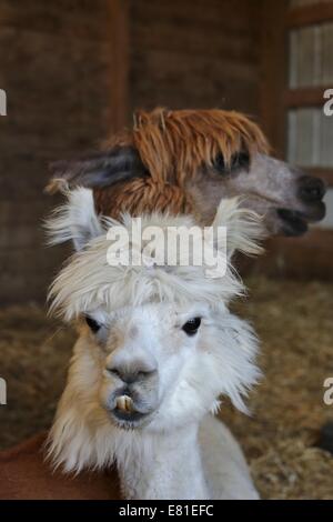 A close up of two alpacas. Stock Photo