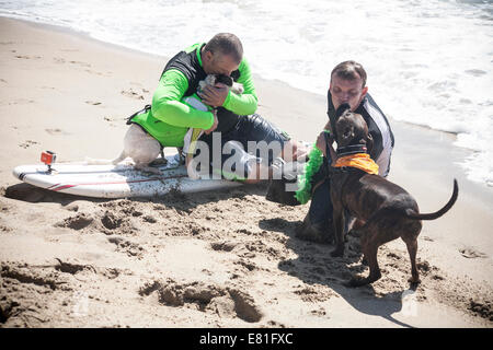 Huntington Beach, CA, USA. 28th September, 2014. Affection between dogs and their handlers at Surf City Surf Dog™ annual canine surfing competition. Dogs of all sizes 'hang 20' as they compete in four weight-class divisions, as well as a tandem heat. They are judged on a variety of skills, including the duration of their ride and their confidence on the board. Credit:  Andie Mills/Alamy Live News Stock Photo