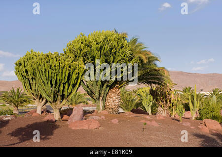 Cacti (Cactaceae) in Las Playitas, Fuerteventura, Canary Islands, Spain Stock Photo