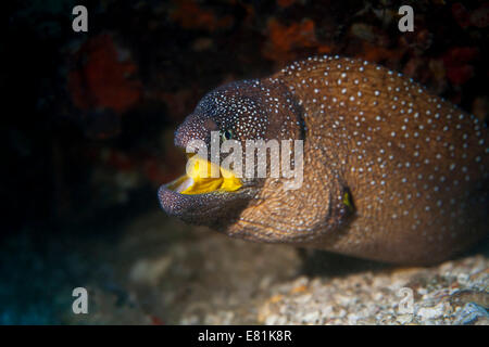 Yellowmouth Moray (Gymnothorax nudivomer), Gulf of Oman, Oman Stock Photo