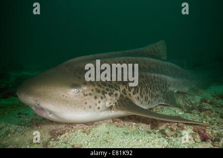 Leopard Shark (Triakis semifasciata), Gulf of Oman, Oman Stock Photo