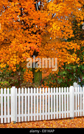 White picket fence and tree in autumn, Iron Hill, Eastern Townships, Quebec, Canada Stock Photo