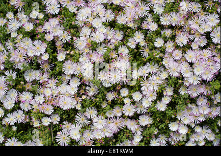 Crystalline Iceplant (Mesembryanthemum crystallinum), Costa Brava, Spain Stock Photo