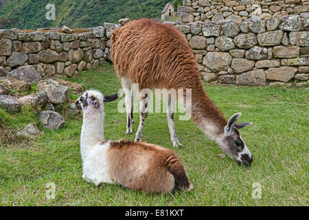 Llamas (Lama glama) in front of a typical Incan wall, UNESCO World Heritage Site, Machu Picchu, Peru Stock Photo