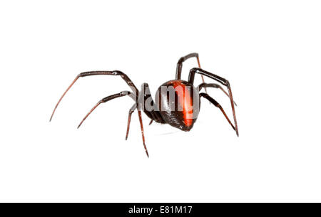 Redback Spider (Latrodectus hasselti) Stock Photo