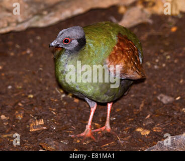 Crested Wood Partridge / Roul Roul Partridge (rollulus rouloul) female Stock Photo