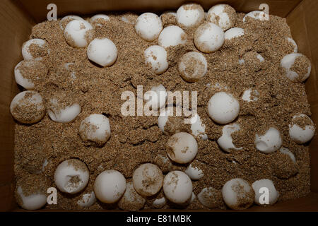 Eggs of the Olive ridley sea turtle (Lepidochelys olivacea) in a breeding station, Bali, Indonesia Stock Photo