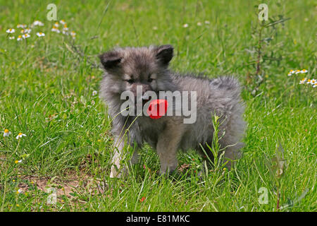 Keeshond, 9 weeks, Germany Stock Photo